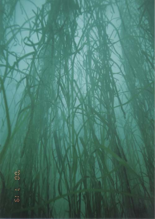 Photo of seagrass