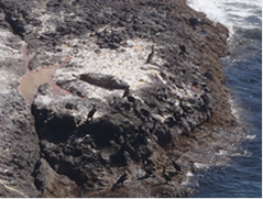 A common seal and Japanese cormorants