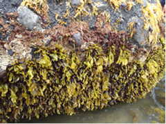 Zonal distribution of seaweeds