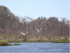 Bekanbeushi marsh andJapanese cranes