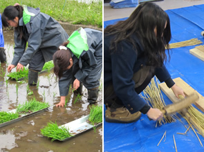 稲作と人の暮らし　―田植え・稲刈り・ご飯・わら加工―