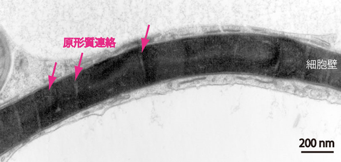 Formation of cytokinesis plane