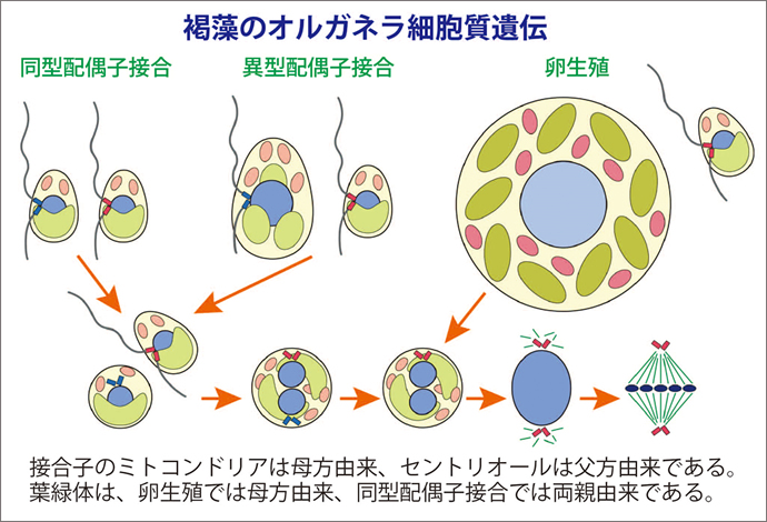 褐藻のオルガネラ細胞質遺伝