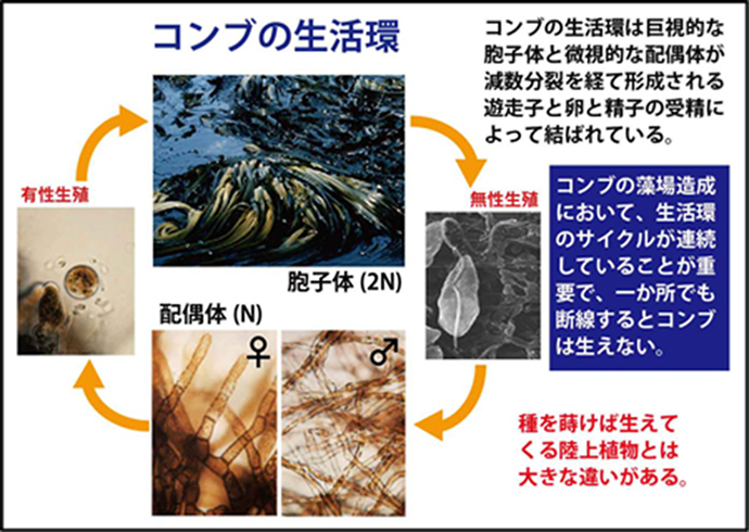 コンブの生活環