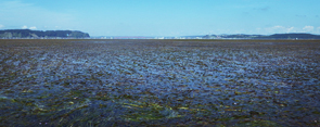 寒流域における海洋生物・生態系の統合的教育共同利用拠点