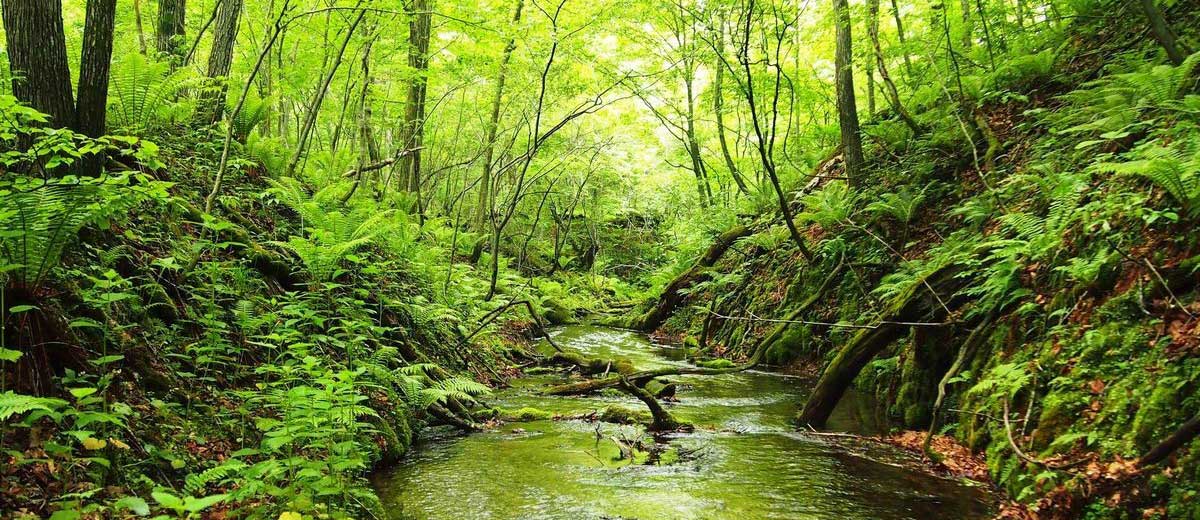 Tomakomai Experimental Forest