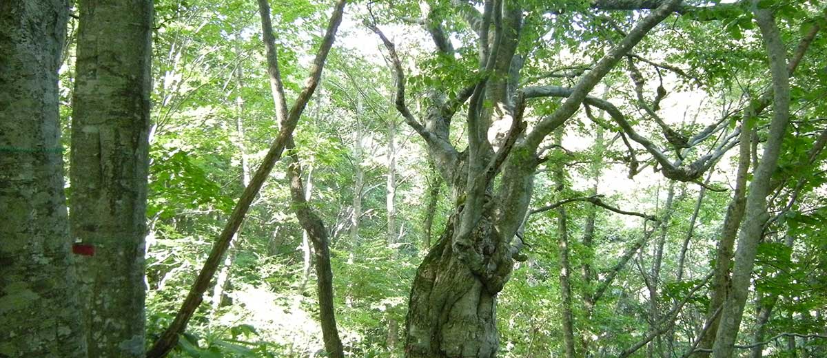 Hiyama Experimental Forest