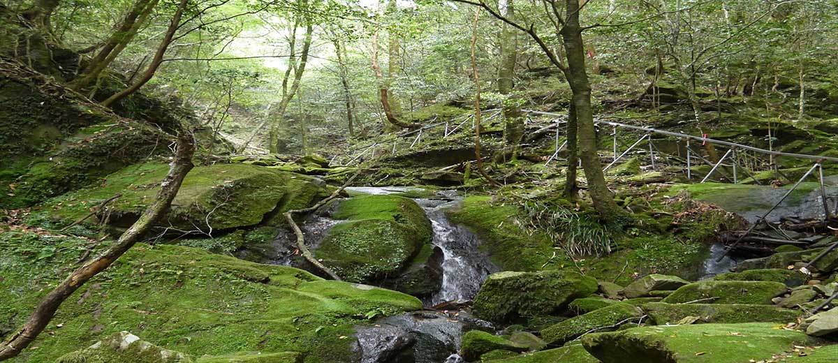 Wakayama Experimental Forest