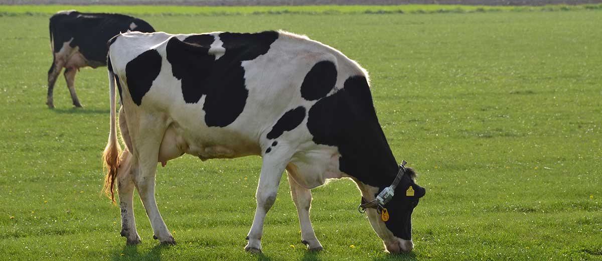 生物生産研究農場