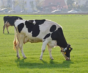 生物生産研究農場