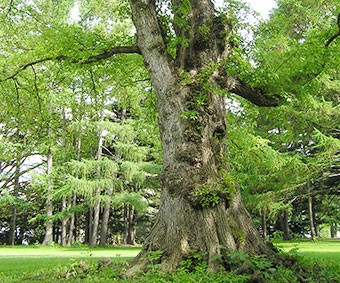 植物園