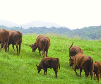 Shizunai Livestock Farm