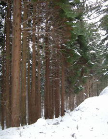 Hiyama Experimental Forest