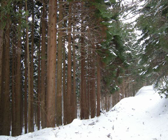 Hiyama Experimental Forest
