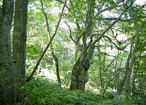 檜山研究林
