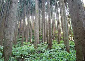 Hiyama Experimental Forest