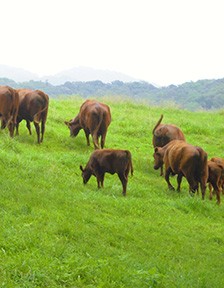 Shizunai Livestock Farm