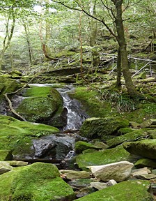 Wakayama Experimental Forest