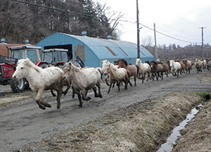 Shizunai Livestock Farm