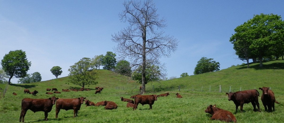 Shizunai Livestock Farm