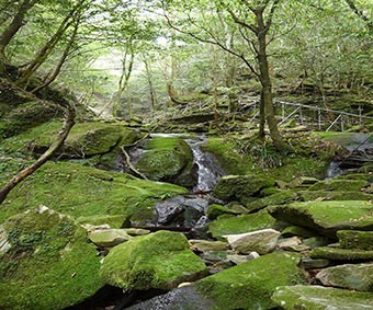 Wakayama Experimental Forest