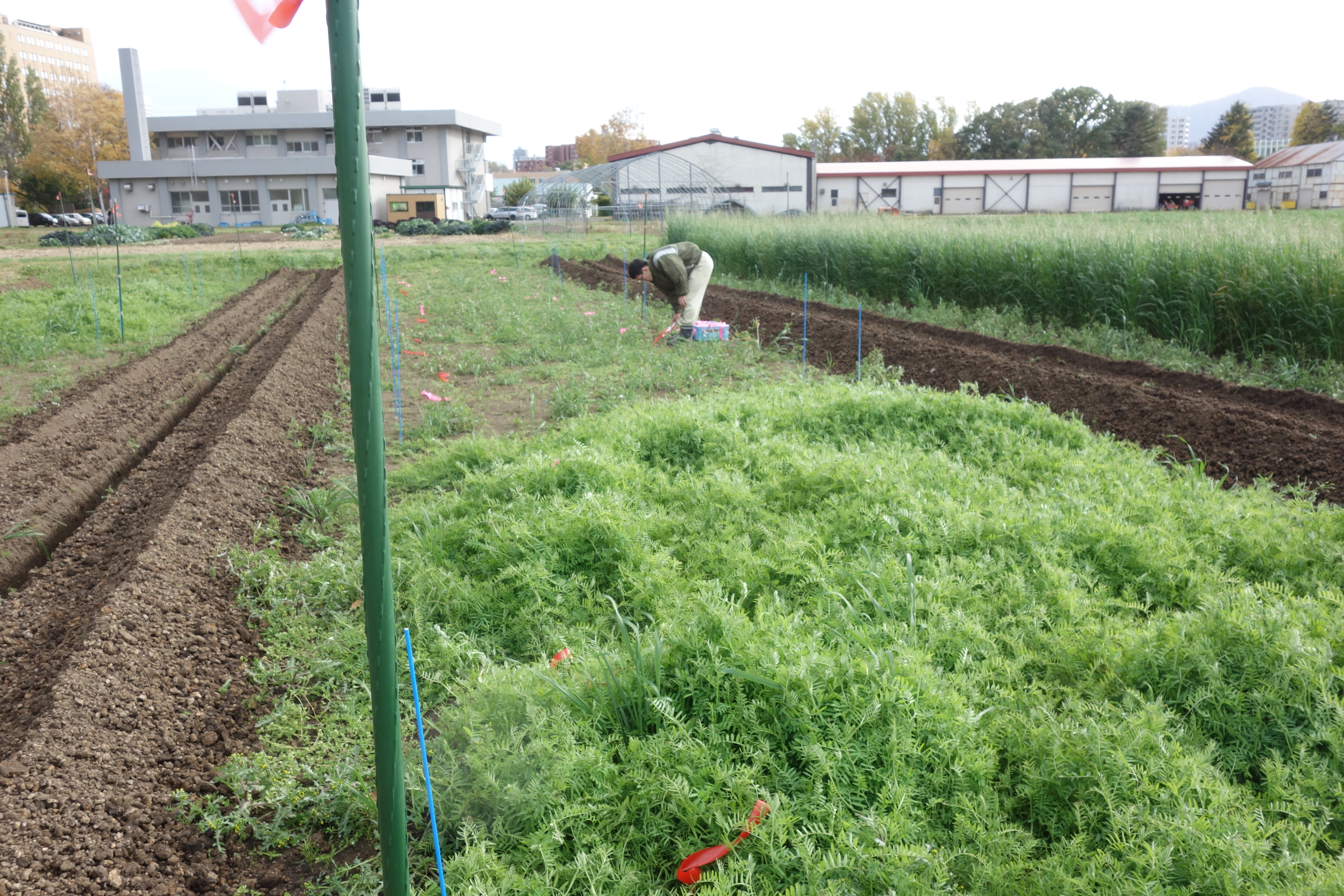 Newsletter 22 3 北大農場におけるカバークロップの研究 Fsc 海から山まで網羅する16研究施設を統合する北海道大学北方生物圏フィールド科学センター Newsletter 22 3 北大農場におけるカバークロップの研究 Fsc 海から山まで網羅する16研究施設を統合する北海道大学北方生物圏フィールド科学センター