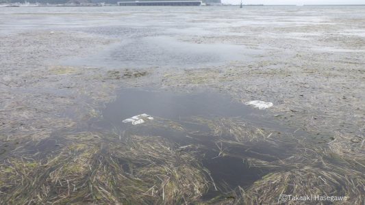 アマモ場に浮かぶプラスチックごみ（レジ袋）。長谷川貴章氏撮影。